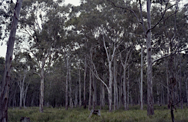 APII jpeg image of Eucalyptus viminalis subsp. pryoriana  © contact APII