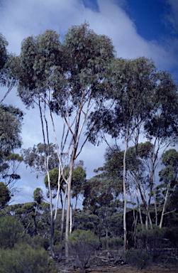 APII jpeg image of Eucalyptus vittata  © contact APII