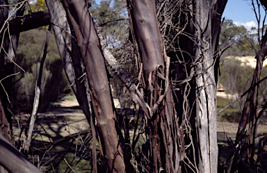 APII jpeg image of Eucalyptus viridis subsp. wimmerensis  © contact APII