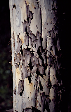 APII jpeg image of Eucalyptus virginea  © contact APII