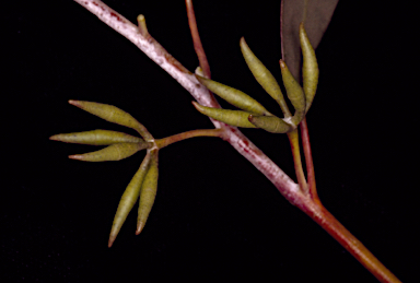 APII jpeg image of Eucalyptus wandoo subsp. pulverea  © contact APII