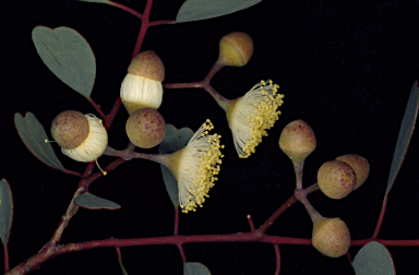 APII jpeg image of Eucalyptus websteriana  © contact APII