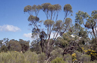 APII jpeg image of Eucalyptus viridis subsp. wimmerensis  © contact APII