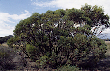 APII jpeg image of Eucalyptus xanthonema subsp. xanthonema  © contact APII