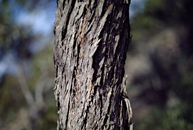 APII jpeg image of Eucalyptus yalatensis  © contact APII