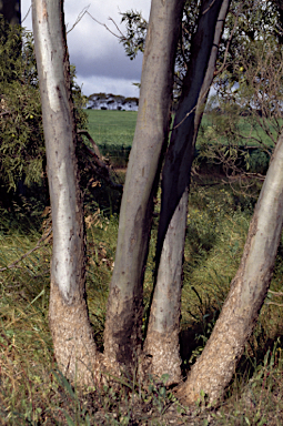 APII jpeg image of Eucalyptus yilgarnensis  © contact APII