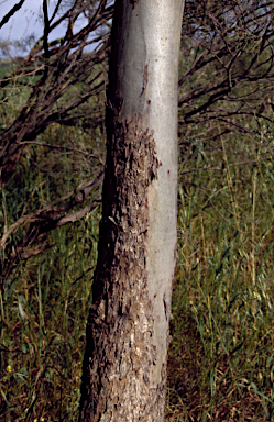 APII jpeg image of Eucalyptus yilgarnensis  © contact APII