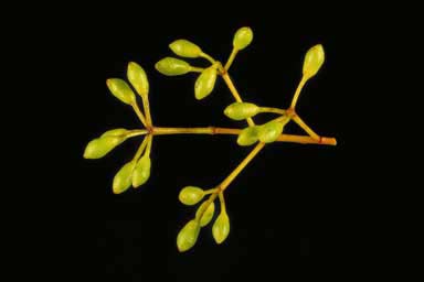 APII jpeg image of Corymbia arnhemensis  © contact APII