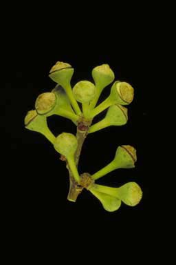 APII jpeg image of Corymbia grandifolia  © contact APII