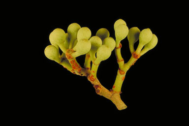 APII jpeg image of Corymbia greeniana  © contact APII