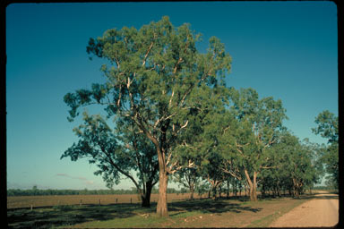 APII jpeg image of Eucalyptus coolabah  © contact APII