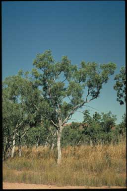 APII jpeg image of Eucalyptus obconica  © contact APII