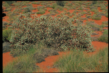APII jpeg image of Eucalyptus rameliana  © contact APII