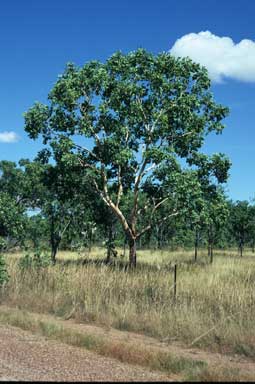 APII jpeg image of Corymbia latifolia  © contact APII