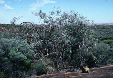 APII jpeg image of Eucalyptus caesia subsp. magna  © contact APII