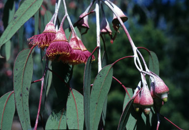 APII jpeg image of Eucalyptus caesia subsp. magna  © contact APII