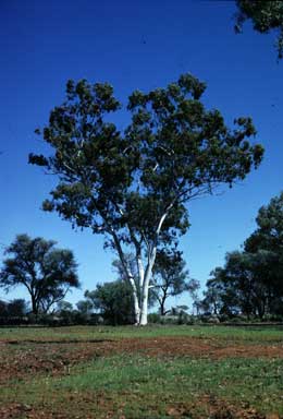 APII jpeg image of Eucalyptus camaldulensis var. obtusa  © contact APII
