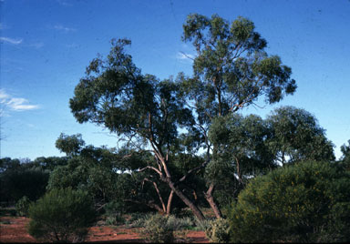 APII jpeg image of Eucalyptus dolichocera  © contact APII