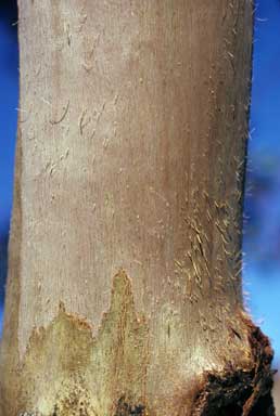 APII jpeg image of Eucalyptus ebbanoensis  © contact APII