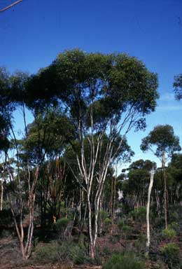 APII jpeg image of Eucalyptus prolixa  © contact APII