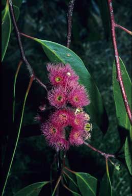 APII jpeg image of Eucalyptus albopurpurea  © contact APII