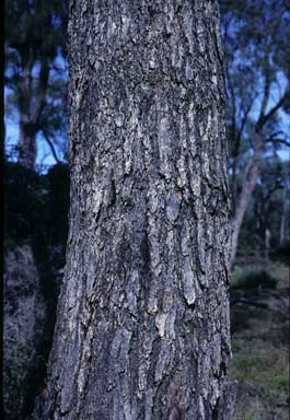 APII jpeg image of Eucalyptus largiflorens  © contact APII