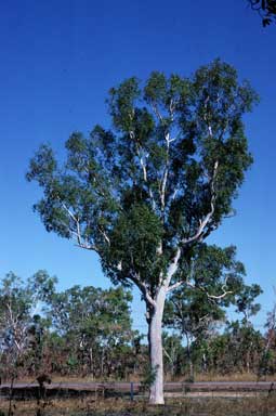 APII jpeg image of Corymbia arafurica  © contact APII