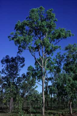 APII jpeg image of Eucalyptus leptophleba  © contact APII