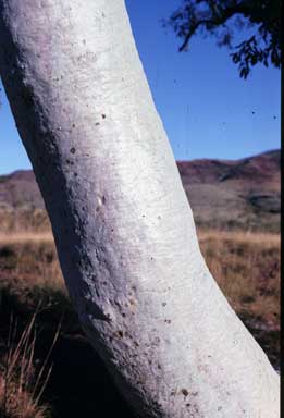 APII jpeg image of Eucalyptus leucophloia subsp. leucophloia  © contact APII