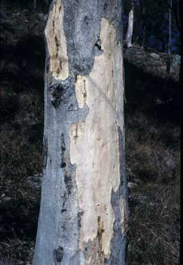 APII jpeg image of Eucalyptus major  © contact APII