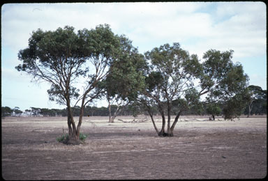 APII jpeg image of Eucalyptus behriana  © contact APII