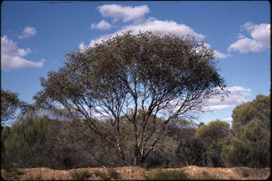 APII jpeg image of Eucalyptus burracoppinensis  © contact APII