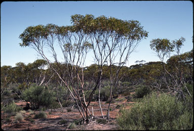 APII jpeg image of Eucalyptus concinna  © contact APII