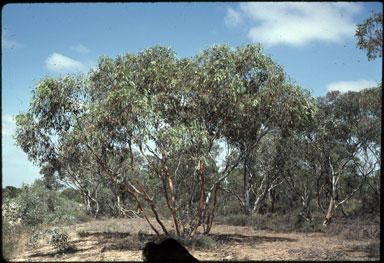 APII jpeg image of Eucalyptus cretata  © contact APII