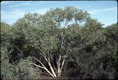 APII jpeg image of Eucalyptus drummondii  © contact APII