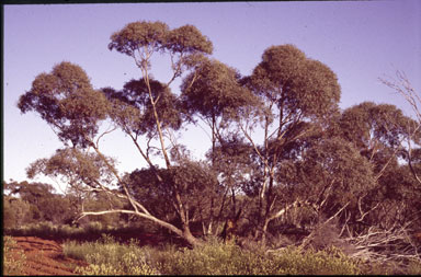 APII jpeg image of Eucalyptus eudesmioides subsp. pallida  © contact APII