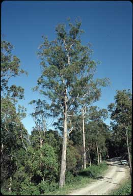 APII jpeg image of Eucalyptus canaliculata  © contact APII