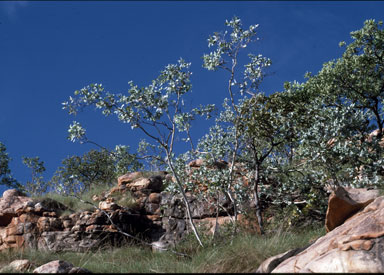 APII jpeg image of Eucalyptus mooreana  © contact APII