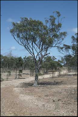 APII jpeg image of Eucalyptus tardecidens  © contact APII