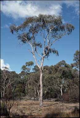 APII jpeg image of Eucalyptus nova-anglica  © contact APII