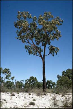 APII jpeg image of Corymbia plena  © contact APII