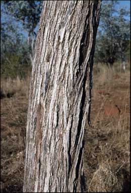 APII jpeg image of Eucalyptus pruinosa  © contact APII