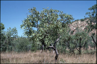 APII jpeg image of Corymbia ptychocarpa  © contact APII