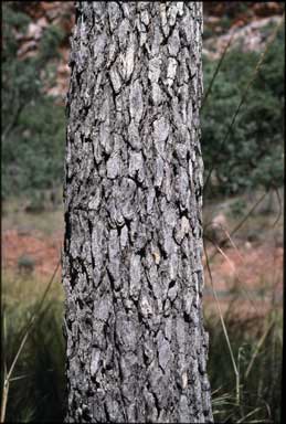 APII jpeg image of Corymbia ptychocarpa  © contact APII