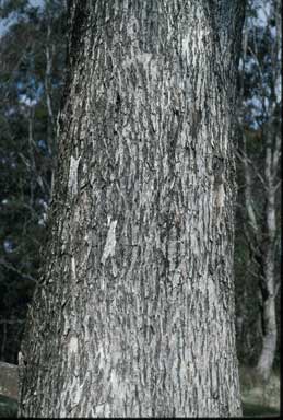 APII jpeg image of Eucalyptus quadrangulata  © contact APII