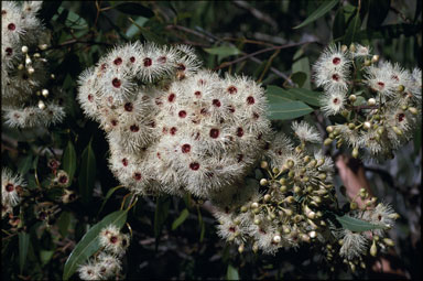 APII jpeg image of Corymbia rhodops  © contact APII