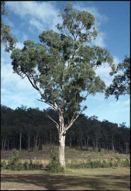 APII jpeg image of Eucalyptus seeana  © contact APII