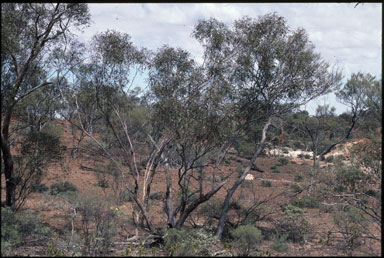 APII jpeg image of Eucalyptus semota  © contact APII