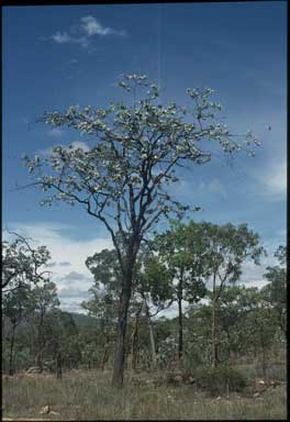 APII jpeg image of Eucalyptus shirleyi  © contact APII
