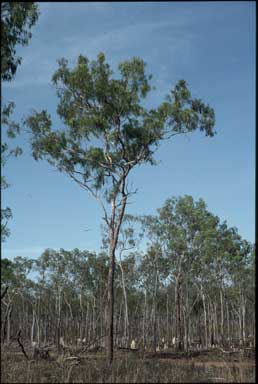 APII jpeg image of Corymbia stockeri  © contact APII